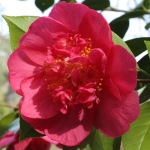 Camellia japonica 'Extravaganza Pink'