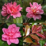 Camellia 'Fragrant Pink'