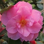 Camellia x williamsii 'Glenn's Orbit'