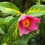 Camellia x williamsii 'Golden Spangles'