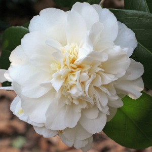 Camellia japonica 'Gus Menard'