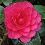 Camellia x williamsii 'Jean Claris'
