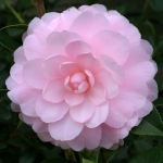 Camellia x williamsii 'Mimosa Jury'