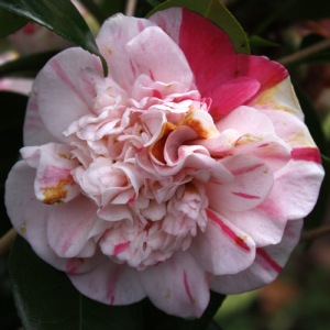 Camellia japonica 'Mississippi Beauty'