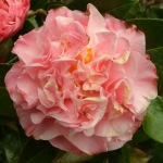 Camellia x williamsii 'Mona Jury'
