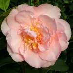 Camellia japonica 'Nuccio's Pink-Lace'