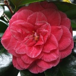 Camellia japonica 'Rubescens'