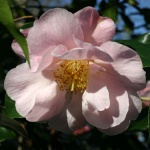 Camellia 'Salutation'