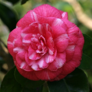 Camellia japonica 'Sarah Frost'