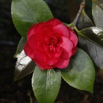 Camellia japonica 'Spring Triumph'
