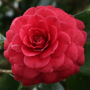 Camellia japonica 'Te Deum'