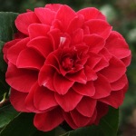 Camellia japonica 'Tom Knudsen'