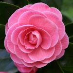Camellia japonica 'Wilamena'