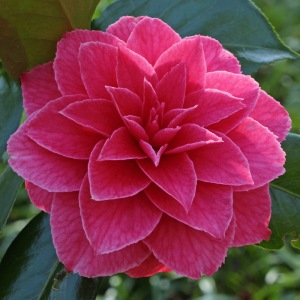 Camellia japonica 'Dona Jane Andresen'
