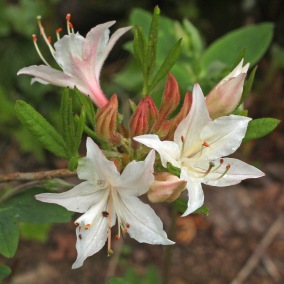 Rhododendron atlanticum seedling.