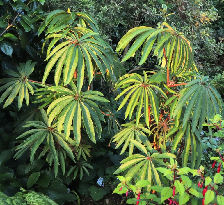 Begonia-luxurians